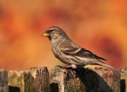 Carduelis flammea