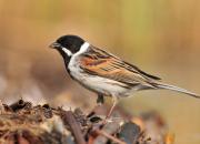 Emberiza schoeniclus