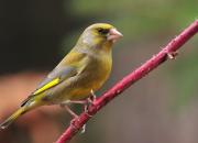 Carduelis chloris
