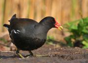 Gallinula chloropus