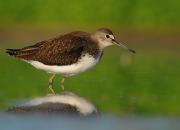 Tringa ochropus