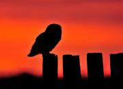 Athene noctua