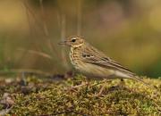 Anthus trivialis
