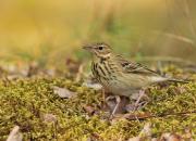 Anthus trivialis