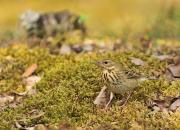 Anthus trivialis