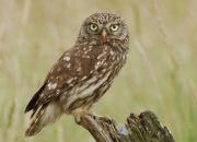 Athene noctua