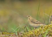 Anthus trivialis