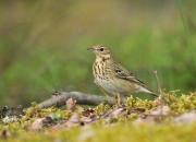 Anthus trivialis