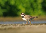 Charadrius hiaticula