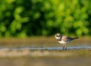 Charadrius hiaticula