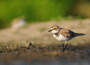 Charadrius dubius