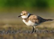 Charadrius dubius