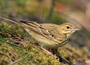 Anthus trivialis