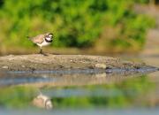 Charadrius hiaticula