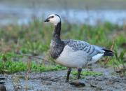 Branta leucopsis