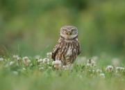Athene noctua