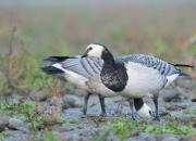 Branta leucopsis