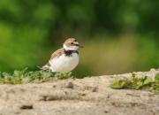 Charadrius dubius
