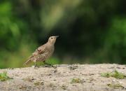 Sturnus vulgaris