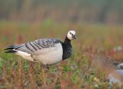 Branta leucopsis