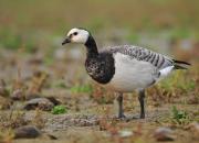 Branta leucopsis