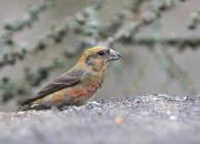 Loxia curvirostra