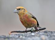 Loxia curvirostra