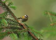 Regulus ignicapilla