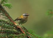 Regulus ignicapilla