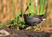 Gallinula chloropus