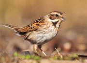 Emberiza schoeniclus