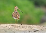 Gallinago gallinago