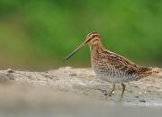 Gallinago gallinago