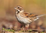Emberiza schoeniclus