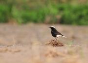 Oenanthe leucopyga