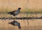 Gallinula chloropus