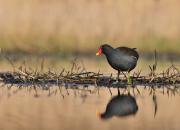 Gallinula chloropus