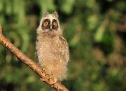 Asio otus
