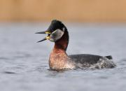 Podiceps grisegena