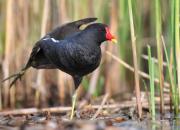 Gallinula chloropus