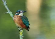 Alcedo atthis