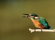 Alcedo atthis