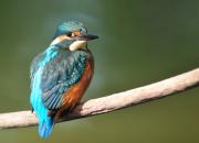 Alcedo atthis