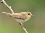 Phylloscopus trochilus