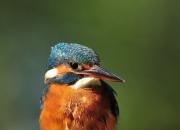 Alcedo atthis