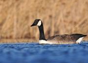 Branta canadensis