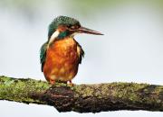 Alcedo atthis