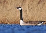 Branta canadensis