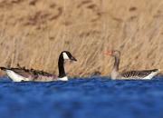 Branta canadensis