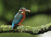 Alcedo atthis